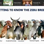 Technical Cooperation Meeting Between the Brazilian Zebu Breeders Association (ABCZ) and Kenyan Livestock Sector Stakeholders